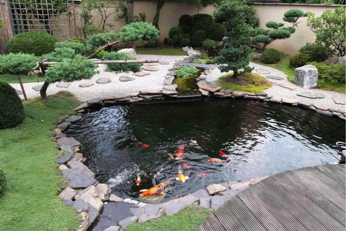 Mẫu thiết kế hồ cá koi đẹp, hiện đại, ấn tượng